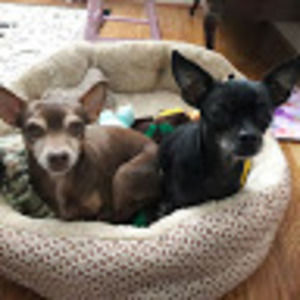 Meet your Posher, Lily